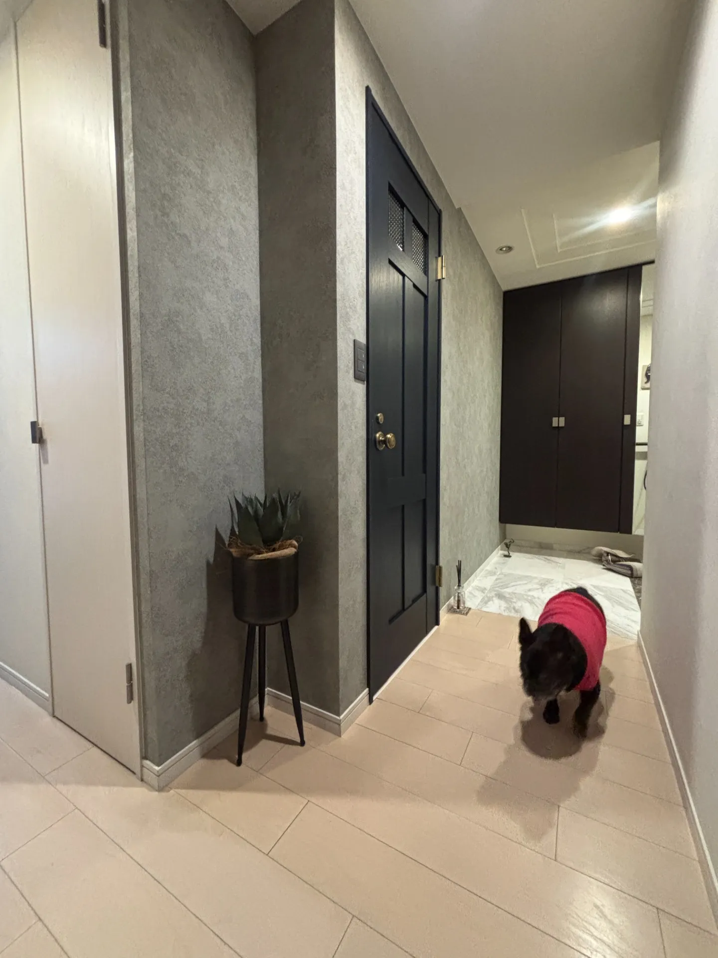 アガベ×鉄　Just Fit👍