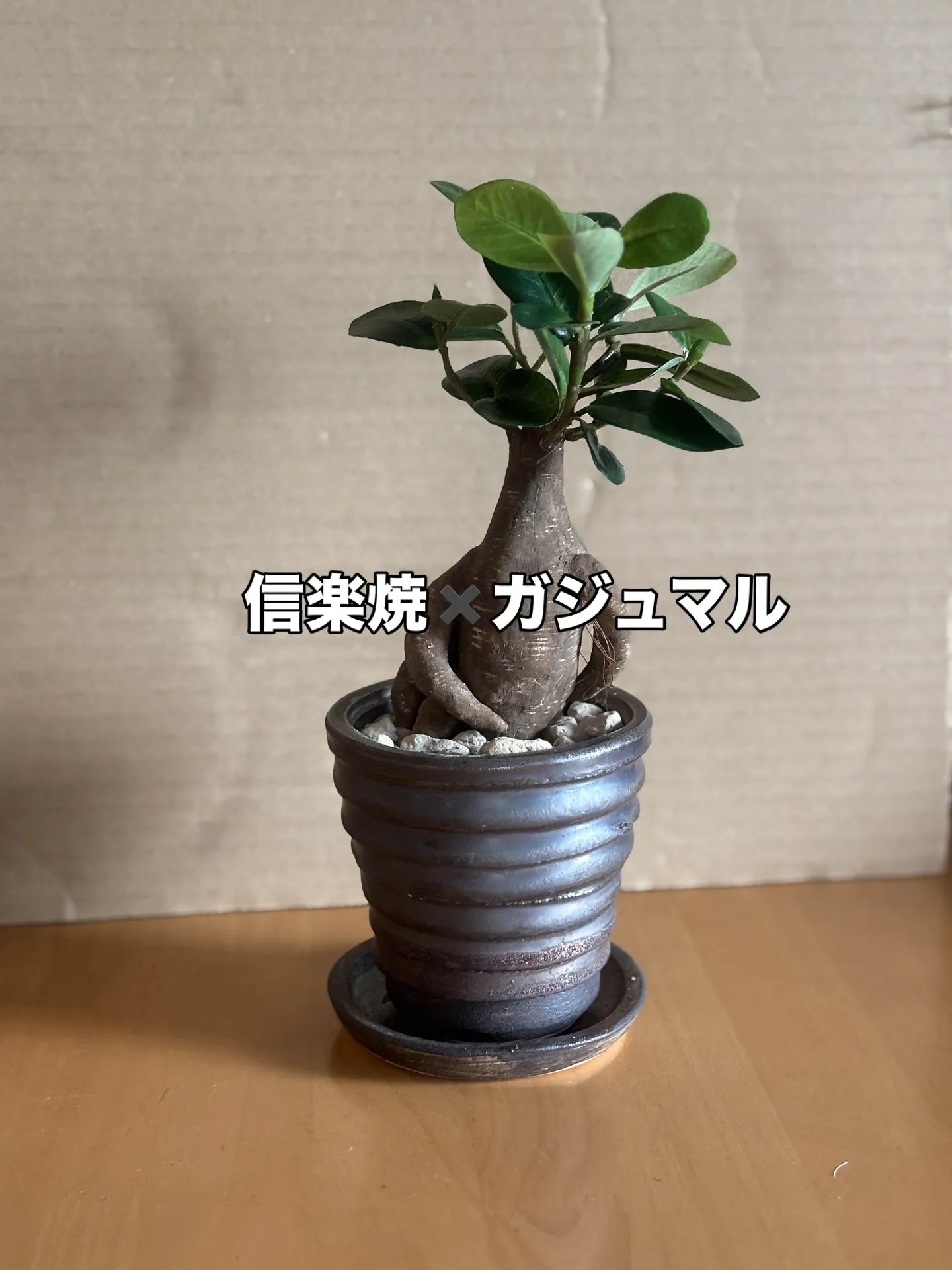 Newガジュマル　信楽焼とのコンビネーション