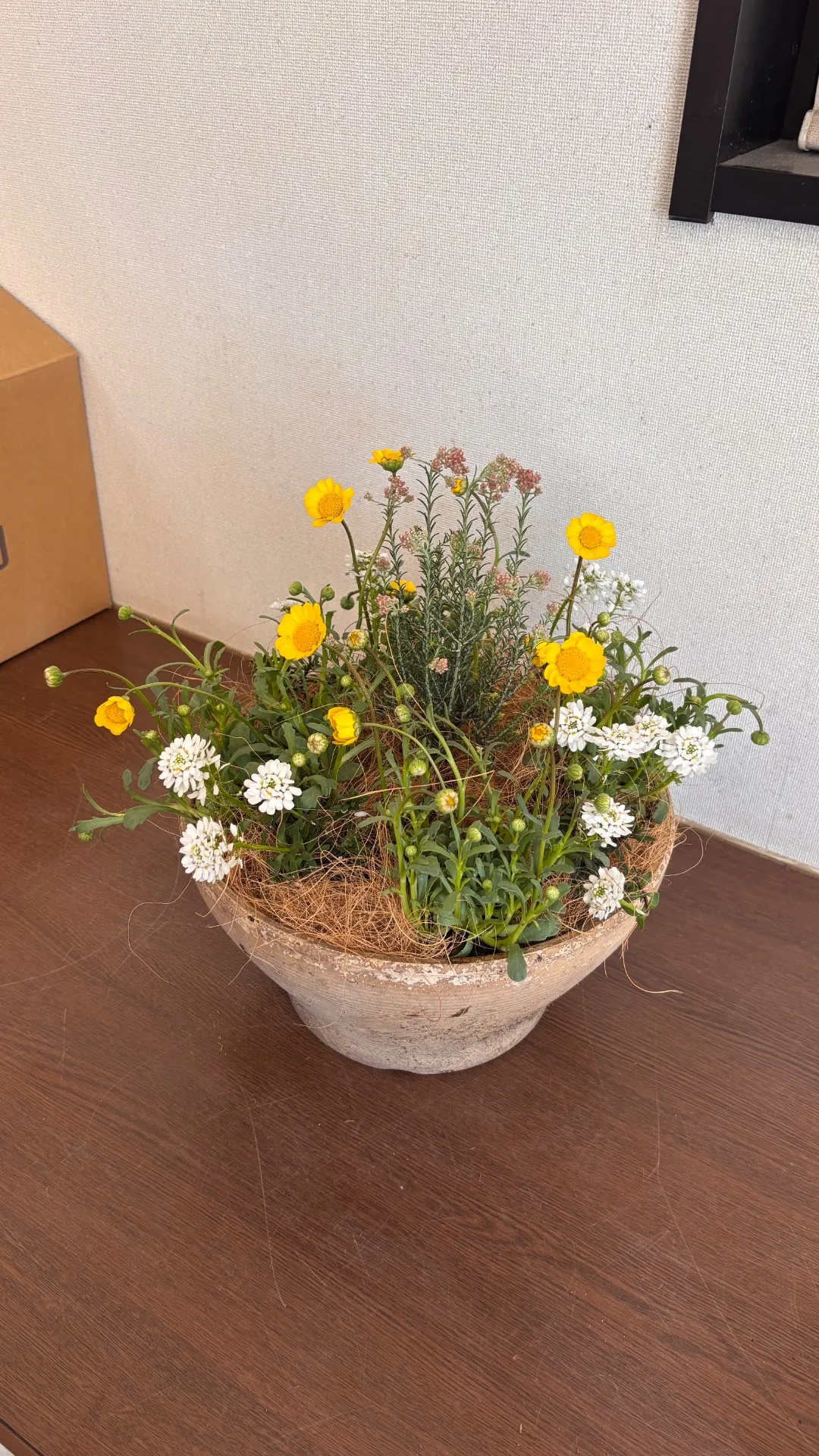 春の寄植え体験