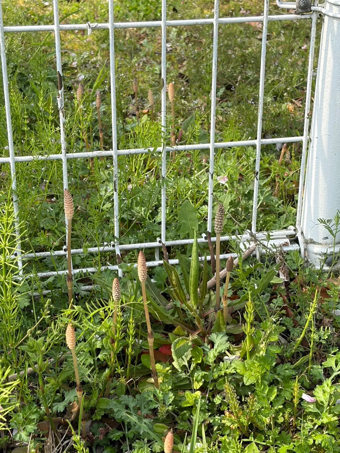 春のご近所ウォーキングと、小さな奇跡