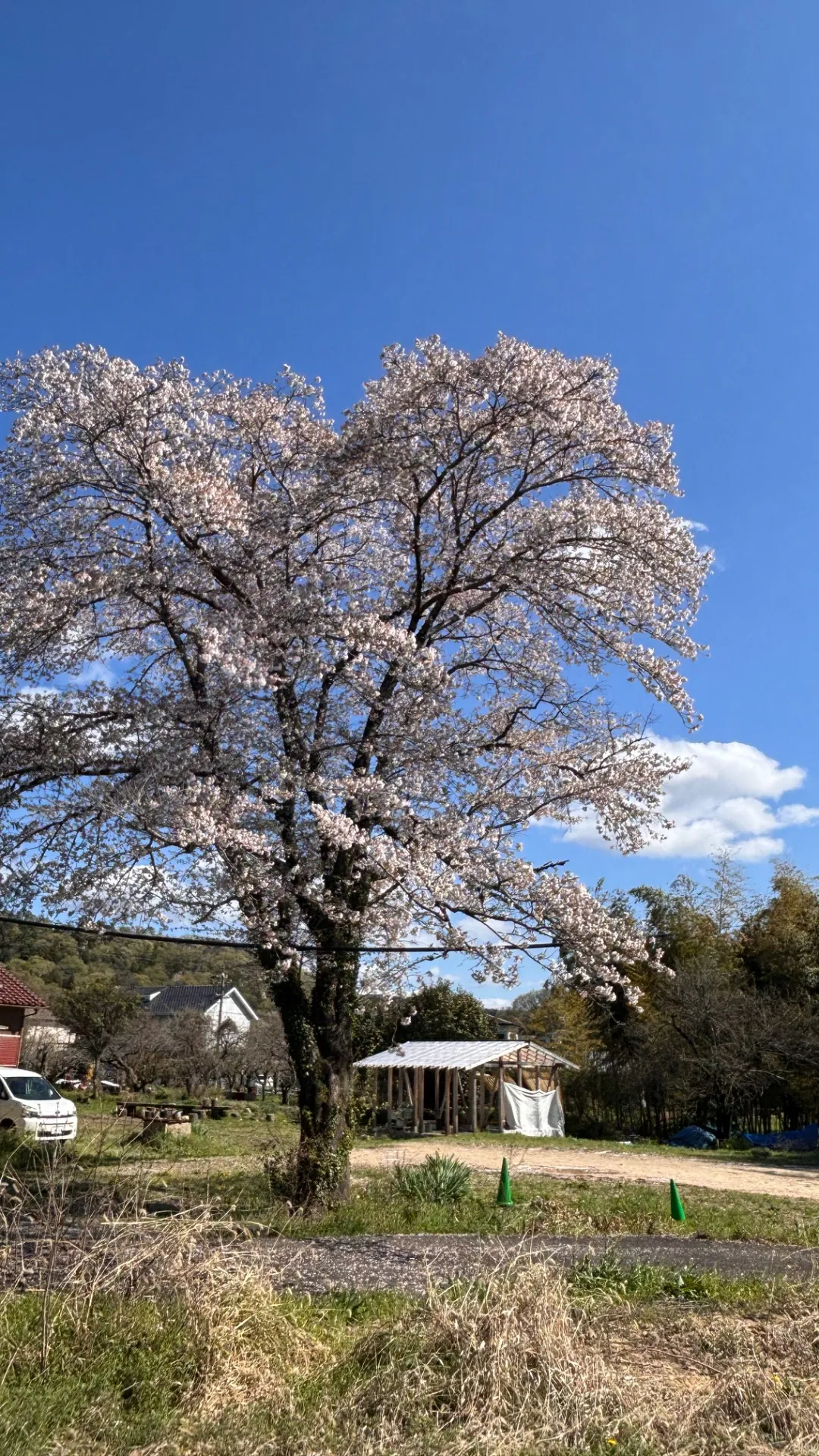 今年も立派な桜のふもとで製作する幸せ♡