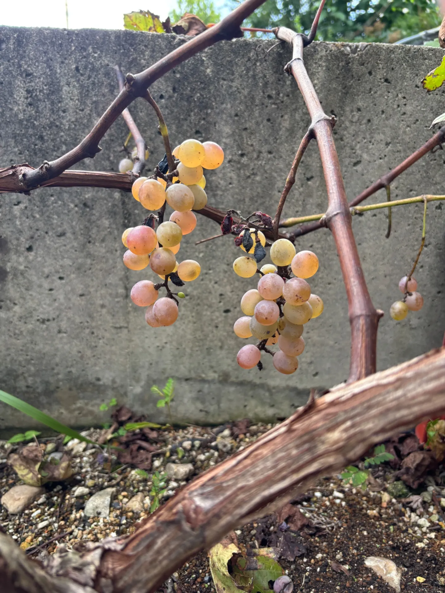 お庭で採れたブドウ🍇