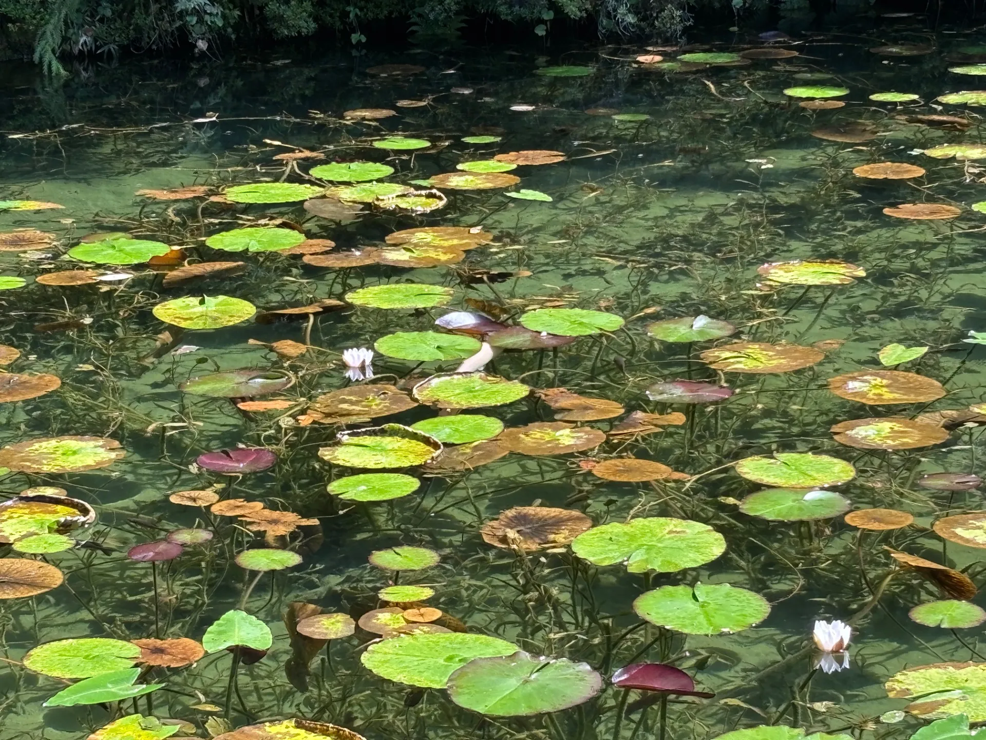モネの池と癒しのドライブ