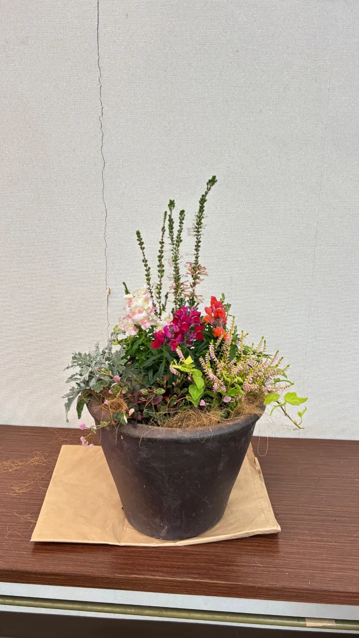秋のお花🌷寄植え完了