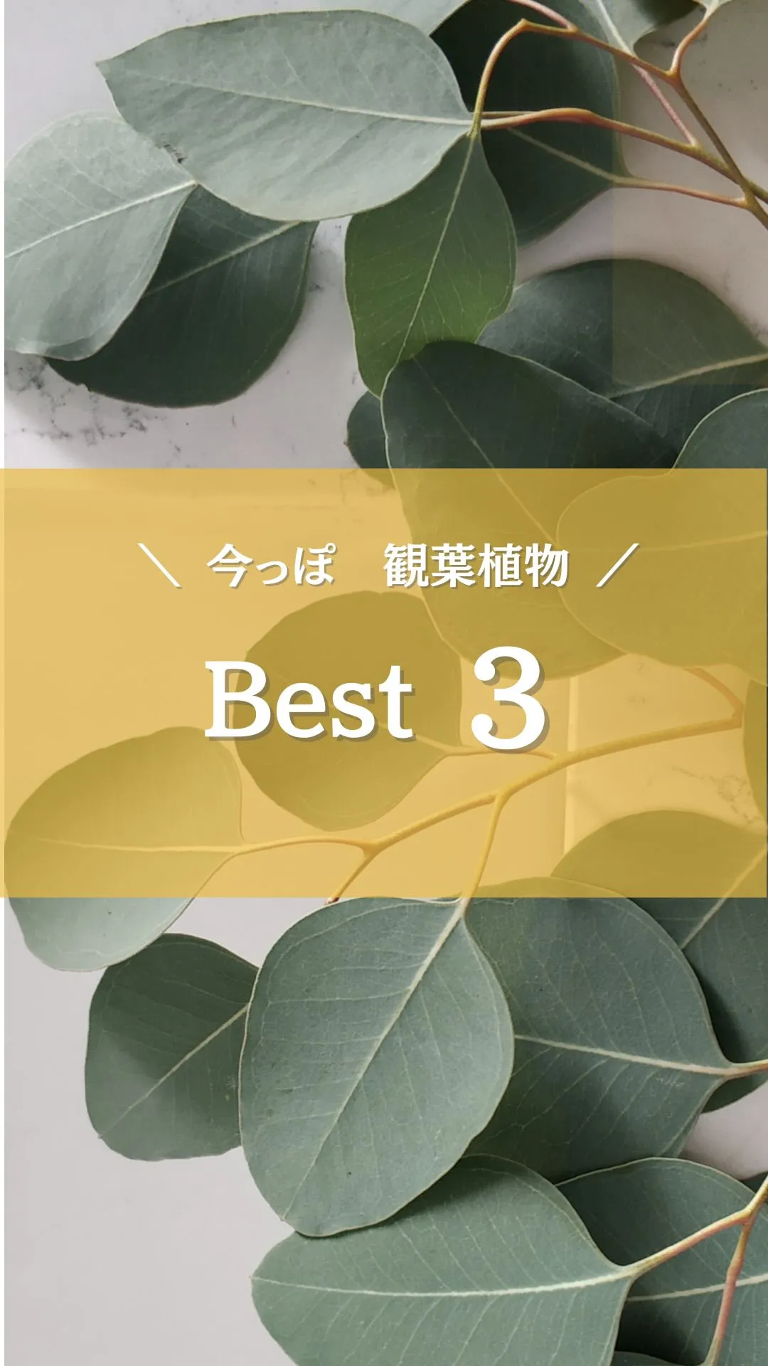 ＼今っぽ、フロアグリーン Best3／